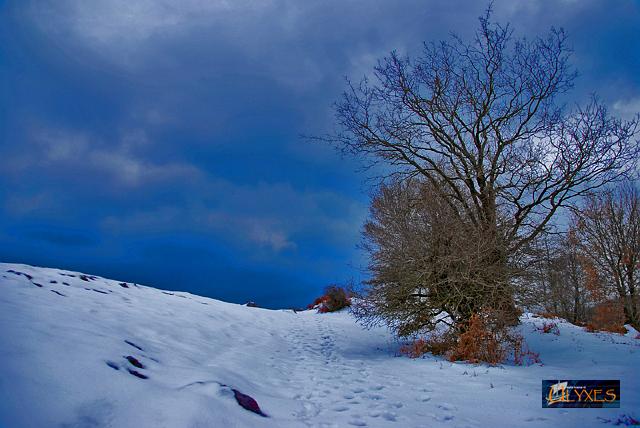 paesaggio con albero.JPG